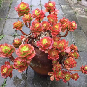 多肉红梅老桩超大