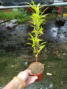 日本朱竹红竹红寒竹花叶寒竹绿植盆栽书房迷你桌面竹子有竹鞭