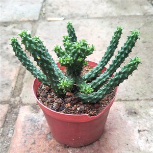 多肉植物大戟科稀有品种九头龙麒麟花宽幅8厘米以上嫁接群生多头