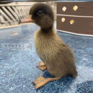 柯尔鸭幼崽迷你白宠物网红小黄鸭活物家养可达鸭小鸭子活的小型