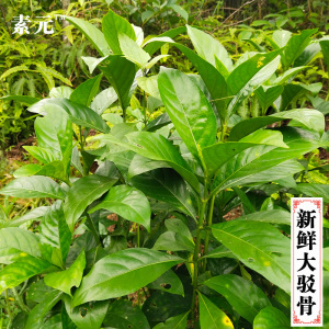 新鲜大驳骨草 龙头草 大骨风 大还魂 中草药材大驳骨 接骨木 包邮