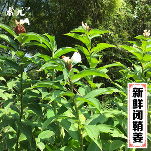 新鲜现挖闭鞘姜 中草药白石笋罗汉姜 广商陆水蕉花樟柳头姜块