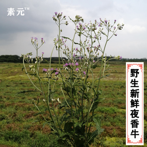 夜香牛