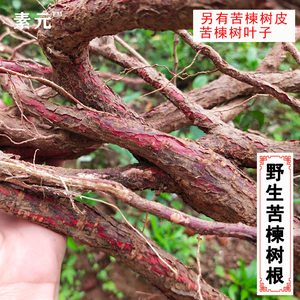 现挖新鲜苦楝树根 苦练树根 楝枣树根 另有苦楝树皮苦楝叶 500克
