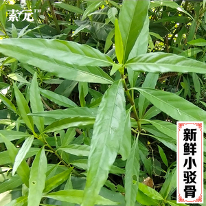 现采小驳骨 细叶驳骨兰 小驳骨丹 新鲜臭黄藤中草药接骨筒苗 包邮