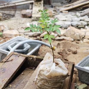 降龙木小盆栽三年原生一棵包邮鸡枯挡鸡锥木鸟不站树苗镇盆景1人付款