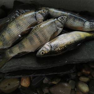 溪石斑新鲜石斑鱼鲜活泉水鱼野钓光唇鱼生鱼小河鱼非马口鱼小杂鱼