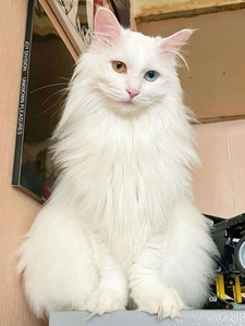 山东临清异瞳狮子猫幼崽鸳鸯眼猫长毛纯白双蓝眼白猫活体宠物猫咪