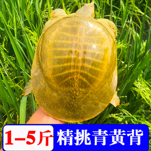 1-5斤甲鱼活鲜活食用外塘放养黄甲鱼生态老鳖水鱼活体青黄背团鱼