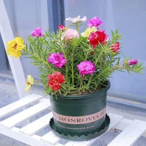 见土就活的花喜阳耐晒植物太阳花盆栽苗重瓣花苗混色户外花卉院子