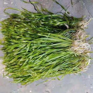 苦草长叶四季常青矮生扁担草鸭舌头水韭菜龙虾蟹养殖工程净化造景