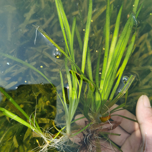 四季常青矮生长叶苦草扁担草鸭舌头水韭菜小龙虾蟹养殖工程造景鱼