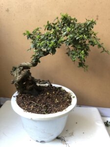 云南铁马鞭老桩黑刺黑果盆景素材铁马鞭杂木疙瘩舍利碳化树桩盆景