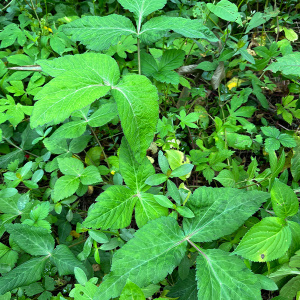 野菜野生绿生蔬菜鸭脚板大叶芹山芹菜