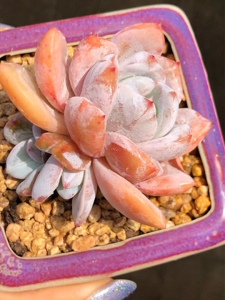 嫦娥多肉 溏心雪天使 易上状态 新手好养 厚叶多肉