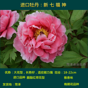 牡丹新七福神牡丹苗进口品种大花型庭院阳台地栽菏泽精品朵朵牡丹