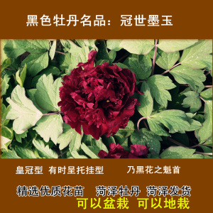 冠世墨玉牡丹朵朵牡丹室内花卉盆栽黑色系大苗阳台庭院秋季发货