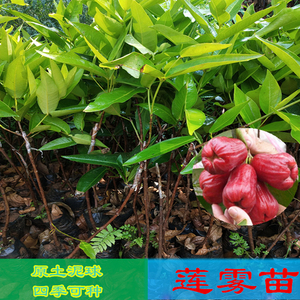 莲雾树苗嫁接黑糖芭比莲雾黑金刚新品种水果树苗南方种植四季结果
