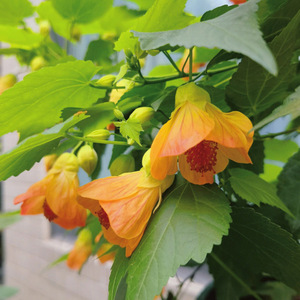 悬铃花盆栽风玲花阳台庭院垂吊四季开花卉植物倒挂金钟灯笼花盆景