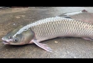 中山脆鲩鱼草鱼脆皖海鲜皖脆肉鲩19斤