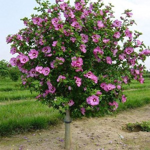 木槿花盆栽 重瓣大花棒棒糖花苗耐寒耐热花卉苗木 可食用木槿树苗