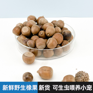 橡果橡子养新鲜松鼠飞鼠用品粮食食物零食高蛋白虫生鲜野生小天然