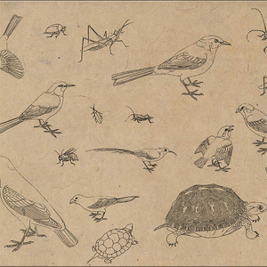 黄筌 写生珍禽图白描稿 昆虫禽鸟麻雀乌龟线描电子版