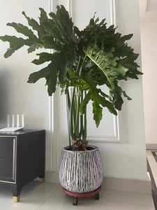 春羽盆栽春雨绿植龙鳞室内办公室客厅书房大型观叶大叶植物