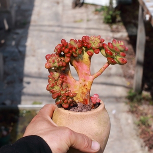 露养控养多肉植物新品丸叶松绿缀化老桩一物一拍48包邮24.4.