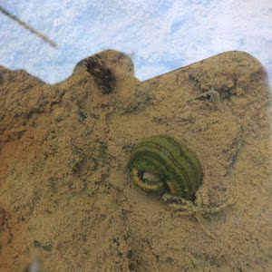 广西天然野生水蛭1条 吸血蚂蟥活体 马蛭 马蝗