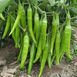 辣椒种子 高产 四季 杭椒种子 超杭一号 农家菜园 大田育苗种植