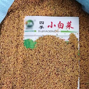 98农科院种子淘宝鸡毛菜 阳台盆栽菜籽小白菜油菜青菜种子秋冬