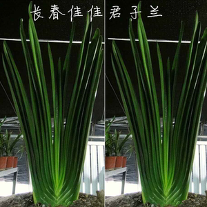 长春精品君子兰 神州立剑大座王 花魁直立板钢板粗筋麻脸油匠绿植