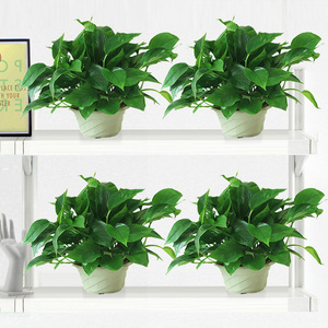 除甲醛净化空气绿萝盆栽室内植物好养长藤吊绿箩新房家用水培包邮