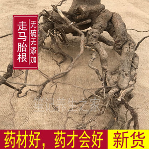 走马胎野生