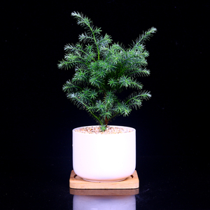 凤尾雪松蓬莱松盆栽客厅卧室室内办公室生肖刺柏盆景植物四季常青