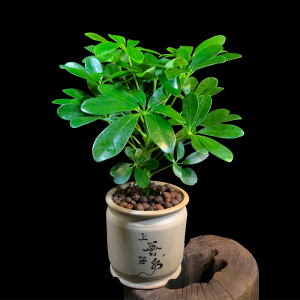 80花溪柳旗舰店天猫鸭掌木鸭脚木七叶莲绿植小盆栽水培花卉办公室内
