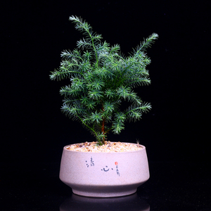 凤尾雪松蓬莱松精致桌面盆栽盆景室内阳台净化空气花卉绿植好养活