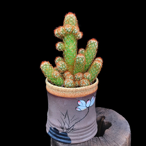 仙人掌科金手指金冠仙人球仙人掌特色盆栽室内阳台办公室花卉绿植