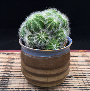 银冠仙人球仙人掌小盆栽盆景室内办公室阳台花卉绿植多肉好养活