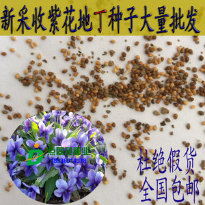 紫花地丁种子_紫花地丁种子价格_紫花地丁种子淘宝