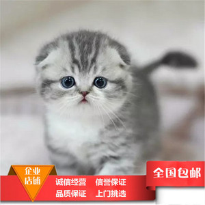 苏格兰折耳猫虎斑