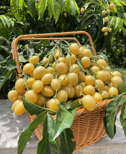 农家正宗郁南特产全甜无酸冰糖黄皮果鸡心孕妇水果5斤装黄弹子