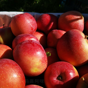 四川阿坝州高原 茂汶糖心苹果 高原苹果小金苹果原生态苹果脆甜多