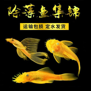 蓝眼黄金胡子鱼小型清道夫热带鱼工具鱼淡水鱼观赏鱼除藻青苔活体