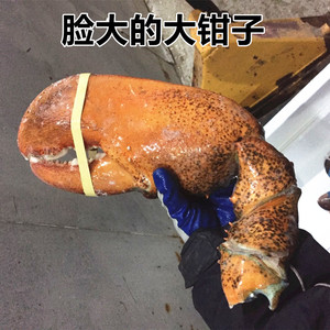 波士顿龙虾钳子特大