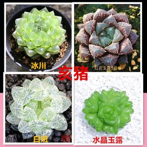 玉露多肉植物十二生肖组合花卉盆栽黄金露冰灯冰川室内盆栽属鸡