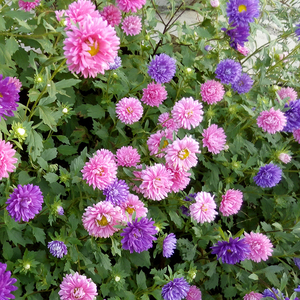 翠菊花种子四季播种园林绿化庭院阳台盆栽矮杆四季种易活翠菊种籽