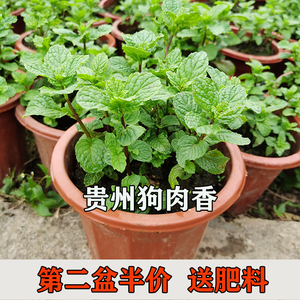 贵州狗肉香可食用鱼香菜留兰香薄荷苗绿植盆栽易种适合植阳台楼顶