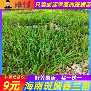 斑斓苗香兰苗带土含盆栽新鲜大苗可食用香料天然芳香客厅窗台美观